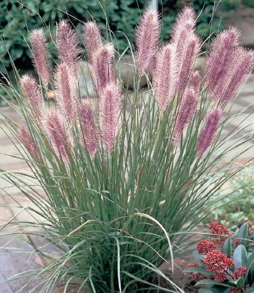 Pennisetum alopecuroides 'Red Head'